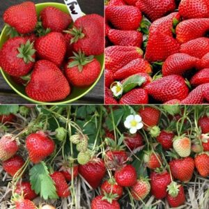 Award winning strawberry collection