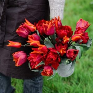 Award-winning sunset tulip collection