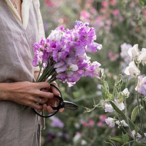 Award-winning sweet pea collection