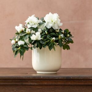 Azalea flandresse White