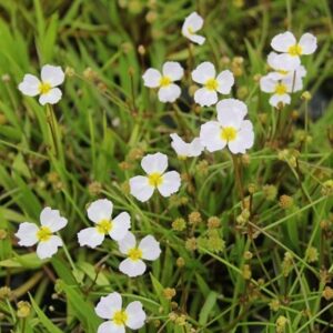 Baldellia ranunculoides