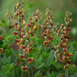 Baptisia Cherries Jubilee