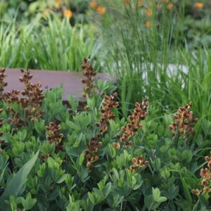 Baptisia Dutch Chocolate (Decadence Series)