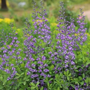 Baptisia Purple Smoke