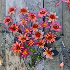 Bees and butterflies dahlia collection