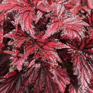 Begonia Merrymaker