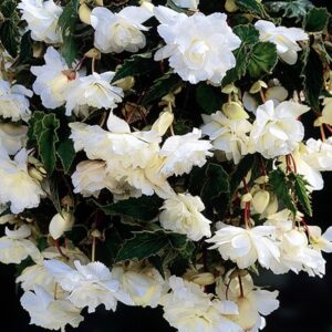 Begonia (Pendula Group) White Giant