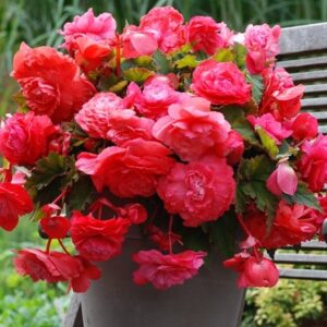 Begonia Pink Flamingo