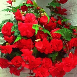 Begonia Red Glory
