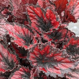 Begonia Red Robin