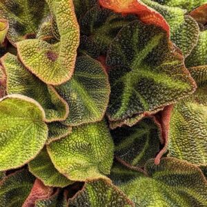Begonia soli-mutata