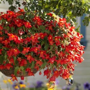 Begonia × intermedia Bertinii
