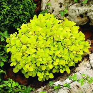 Berberis thunbergii Tiny Gold (PBR)