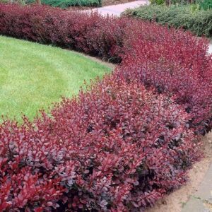 Berberis thunbergii f. atropurpurea