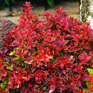 Berberis thunbergii f. atropurpurea Admiration (PBR)