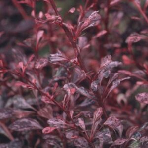 Berberis thunbergii f. atropurpurea Harlequin