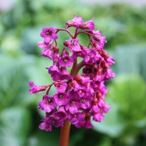 Bergenia Abendglut