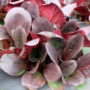 Bergenia Overture