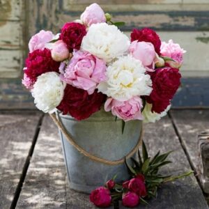 Berries and cream paeonia collection