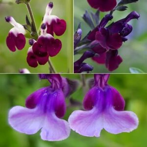 Best purple salvia collection