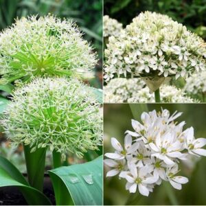 Best white allium collection