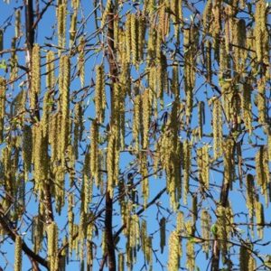 Betula Fascination