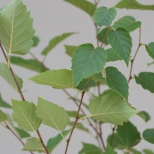 Betula papyrifera