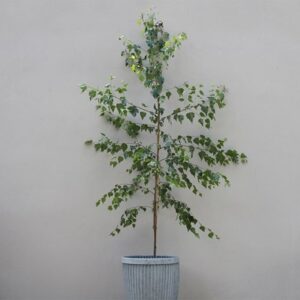 Betula pendula