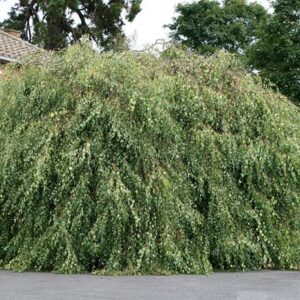 Betula pendula subsp. pendula Youngii