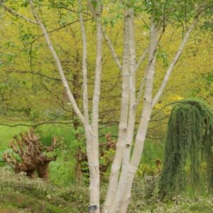 Betula utilis subsp. jacquemontii Doorenbos