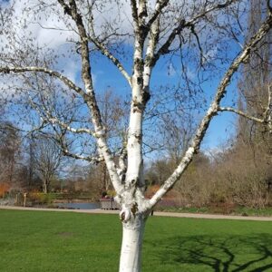 Betula utilis subsp. jacquemontii Silver Shadow