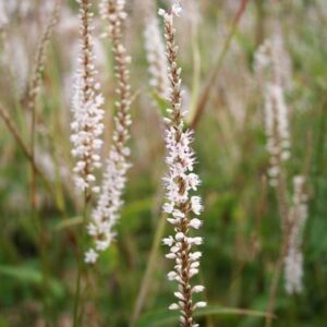 Bistorta amplexicaulis Alba