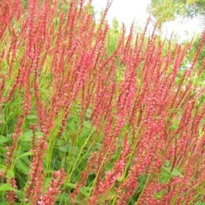 Bistorta amplexicaulis Orange Field ('Orangofield') (PBR)