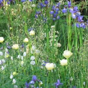 Blue and yellow plant combination