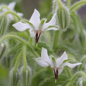 Borago officinalis Alba