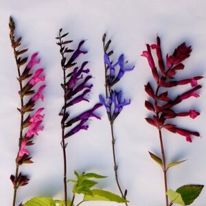 Border salvia collection