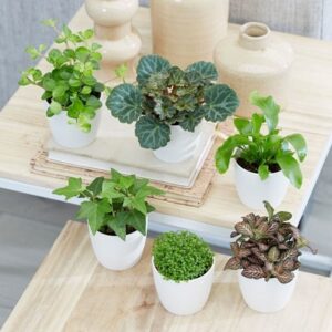 Bottle garden / terrarium plant collection
