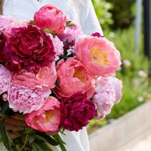 Bouquet paeonia collection