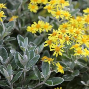 Brachyglottis (Dunedin Group) Sunshine