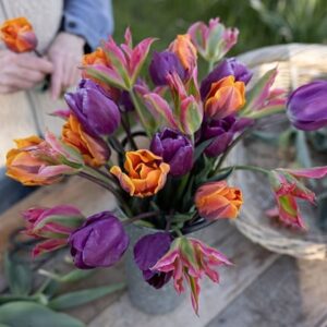 Bright repeat flowering tulip collection