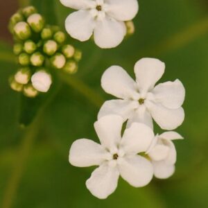 Brunnera macrophylla Betty Bowring