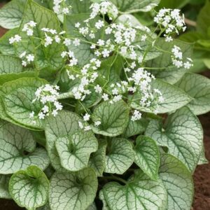 Brunnera macrophylla Mister Morse (PBR)