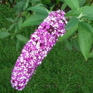 Buddleja Berries and Cream ('Pmoore14') (PBR)