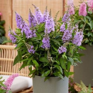 Buddleja Little Lila ('BotEx 004') (PBR) (Butterfly Candy Series)