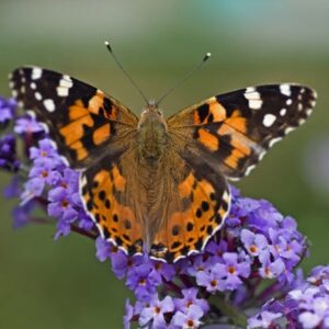 Buddleja Lochinch