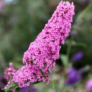 Buddleja Pink Delight