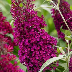 Buddleja Sugar Plum ('Lonplum') (PBR)