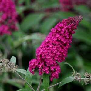 Buddleja davidii Royal Red