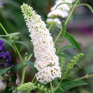 Buddleja davidii White Profusion