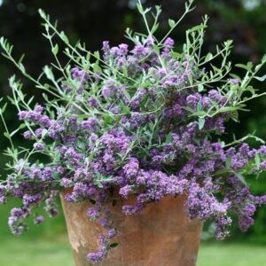 Buddleja × pikei Unique ('Pmoore12') (PBR)